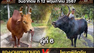 ข้อมูล+ประวัติ คู่ล้านต่อเช้า ไอ้ทอง vs ยอดเกรียงไกร #วัวชน #พี่เสือแดนใต้ #ข้อมูลวัวชน #ดูวัวชน