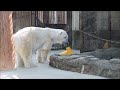 【しろくまピース】2024 6 1のピースちゃん💕　とべ動物園