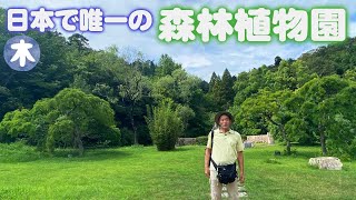 【神戸市立森林植物園】歩くたびに景色が変わる！木々を観察すると驚きと感動があった【森林浴】