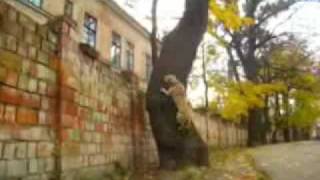 TreT - PARKOUR DOG FROM UKRAINE (TreT-Style)