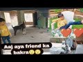 Qurbani Ka Janwer Meri Friend Ka Ghar Aaya🤩 |shayan_khan001