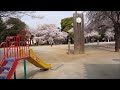 板橋区平和公園の桜・お花見スポット｜itabashi ku heiwa park cherry blossoms｜tokyo japan