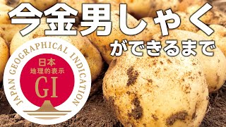 幻のじゃがいも”今金男しゃく”ができるまで【令和4年の様子】【地理的表示保護制度86号】【GI産品】