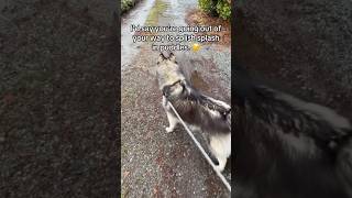 “My husky is too clean!” - Nobody, ever. 🐺💦🙄🥰 #siberianderpskies #husky #siberianhusky #huskies