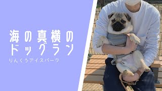 海の真横のドッグラン【さんはるの日常 #3｜パグの赤ちゃん】