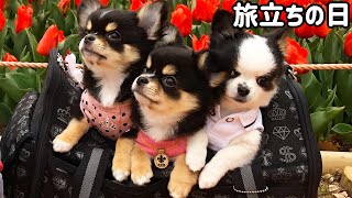 【ご報告】可愛い子犬とお別れ‥‥【Chihuahua 】【チワワ】【dog】