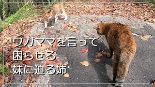 妹猫が裏山で鳴いてばかりなので姉猫を連れて迎えに行くと…