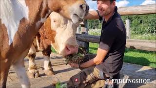 Erdlingshof: Big Ben feiert seinen 8. Geburtstag 🎉🐮💞