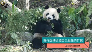 20210116 圓仔想硬拔被自己壓住的竹葉 The Giant Panda Yuan Zai