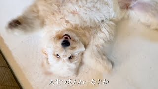 おかーぴんが思う大型犬飼って良かった事３選