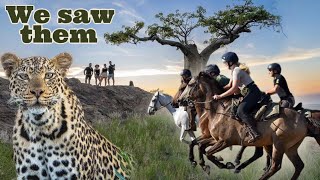 Epic Horse Safari Adventure