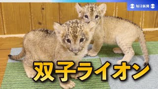 双子のライオン赤ちゃん　富士サファリパークで公開