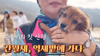 [유기견입양] 순돌이, 첫 등산😃 간월재 억새밭🍁