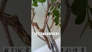 闻道有先后，术业有专攻。  #柑橘种植技术 盆景 #盆景制作技巧