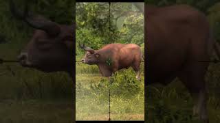 kouprey hunting #hunting #hunter #wildanimals #viral #fypage #fyp