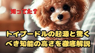 【トイプードルの起源と驚くべき知能の高さを徹底解説！】　#犬の能力 #犬の雑学 #犬の豆知識