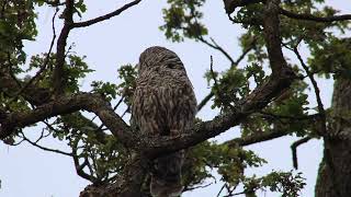 Barred Owls 8