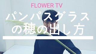 知って得するパンパスグラスの穂の出し方～フラワーデザイン・生け花関係者必見です!!~FlowerTV