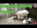 ito ang gustong kainin ng kambing ko😊kaya mataba kahit walang damo | KUYA DHAN TV