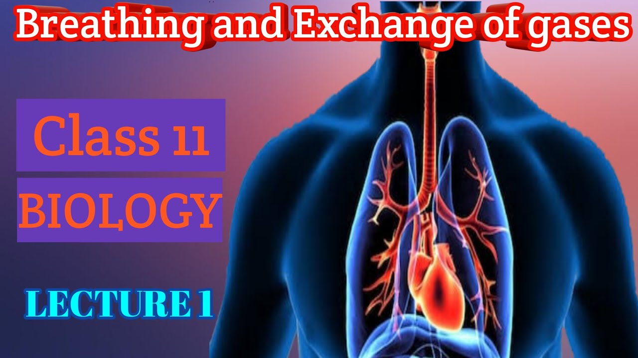 11th NCERT Biology Chapter 17 Breathing And Exchange Of Gases - YouTube