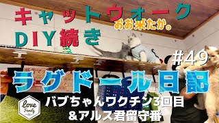 【床暖効果？猫ちゃんが歩きたくなるキャットウォークとは？】キャットウォークにひと工夫！バブちゃんのワクチン\u0026アルス君のお留守番　catwalkラグドール日記#49 『アルバブとキャットウォークPt2』