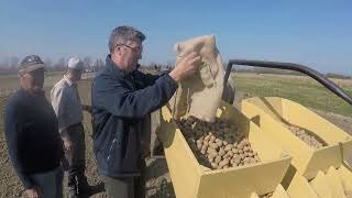 Aardappels poten met trekpaarden