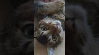 とにかく甘えん坊なヌコ (ビビくん) #猫動画 #猫のいる暮らし #猫のいる生活 #アビシニアン #cat #多頭飼 #保護猫 #猫