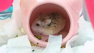 Hamsterdingding．老公公鼠想睡了～．倉鼠．小露寶．小路寶．老公公鼠 [小福Siu Fook]