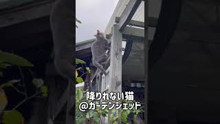 《ガーデニング小屋の屋根から降りれない問題》byダイヤ君　#shorts #猫と庭