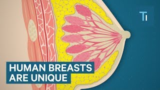 Why Are Human Breasts So Big?