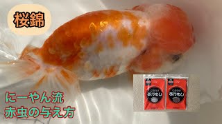 ［金魚］［桜錦］近況報告＆飼育水を汚さない赤虫の与え方