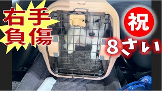 8歳のおたんじょう日前にケガをしてしまいましたｗ 犬の怪我/ジャックラッセルテリア/チップ/8歳