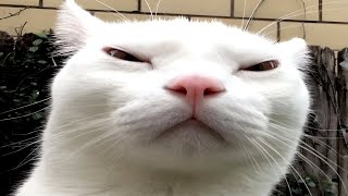 cats causing problems