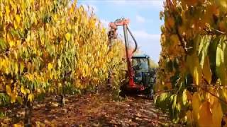 iD David Pre-Pruning machine working  peaches / prepodadora de discos en melocoton