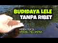 BUDIDAYA LELE TANPA RIBET MINIM BIAYA UNTUNG MELIMPAH