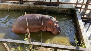 あくびから耳をコミカルに動かすカバ しろとり動物園 東かがわ市