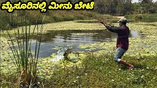 Gaint Snakehead Catch In Mysore karnataka!! Amazing fish Hunting Videos