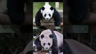 Cute giant panda每次看到罗翔老师这段紧急避险吃熊猫好害怕打不过 真的打不过 这个紧急险 我大可不避了哈哈哈哈