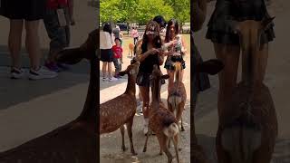 鹿に愛情たっぷりの外国人観光客🫎奈良公園 Nara Park deer 🦌 japan