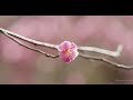 beautiful kyoto plum blossom viewing spots kitano tenmangū jōnangū u0026 zuishin in 4k