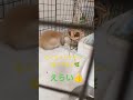 チモシー🌿‬もぐもぐ食べる子うさぎ