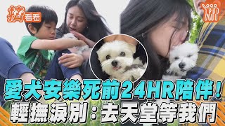 愛犬安樂死前24HR陪伴！　輕撫淚別：去天堂等我們｜TVBS新聞｜擠看看