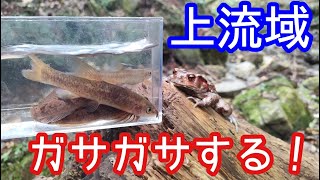 【水辺の小話】上流域をガサガサしながら歩く