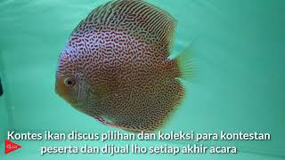 Lapak D5 Pasar Ikan Hias Parung 2019 Music Jinni