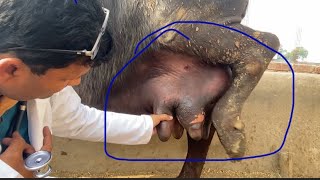 Treatmentof mastitis l fibrosis mastitis l Anorexia l fever lथनैला का इलाज क़ैसे करें I dr umar khan