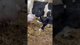 Niyat qilganlar 👍👍👍👍layk #cow #shortvideo #shorts #cow #simmental #farming