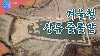 [다시 보기] FTV 꾼의 선택 - 겨울철 상류 줄풀밭