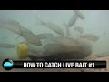 How To: Catch Live Bait | We Flick Fishing Videos How To: Catch Live Bait | We Flick Fishing Videos