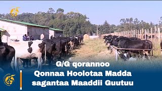 G/G qorannoo Qonnaa Hoolotaa Madda sagantaa Maaddii Guutuu