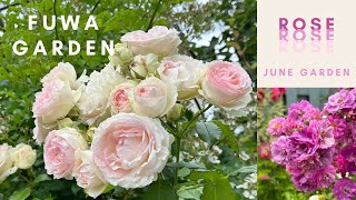 バラの季節がやって来た🌹June my garden｜｜FUWA Garden｜｜｜6月中～下旬の庭2023年7月1日